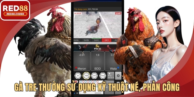 Gà tre thường sử dụng kỹ thuật né, phản công bất ngờ