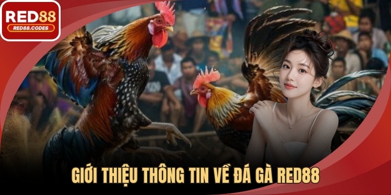 Giới thiệu thông tin về đá gà RED88