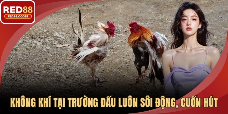 Không khí tại trường đấu luôn sôi động, cuốn hút