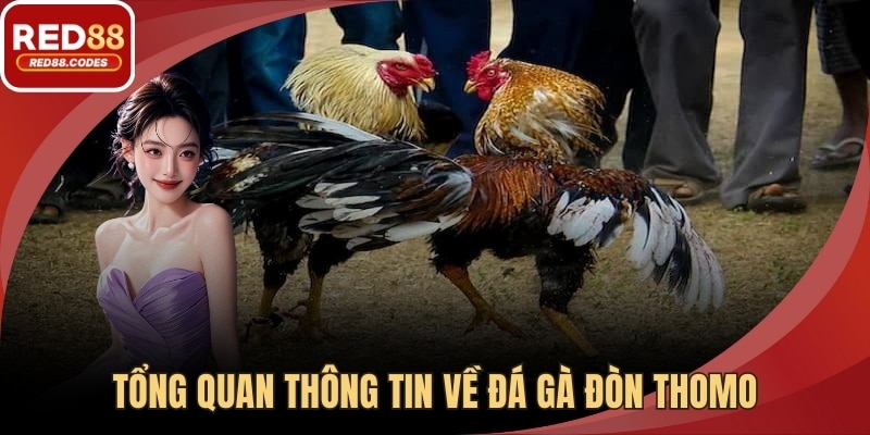 Tổng quan thông tin về đá gà đòn thomo