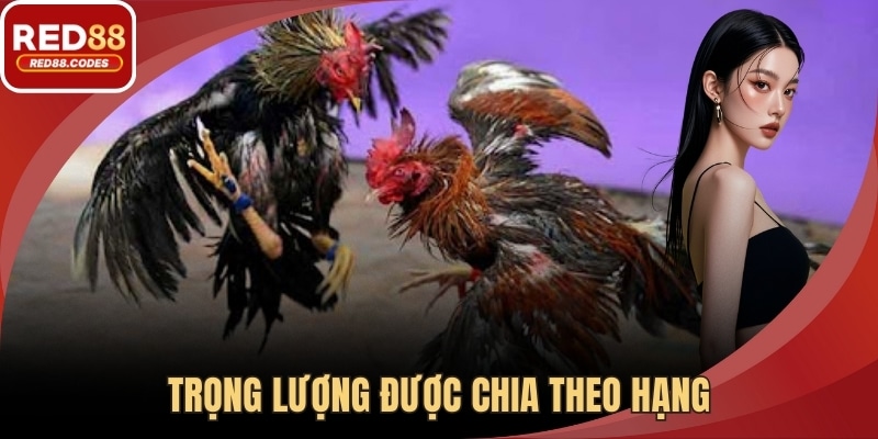 Trọng lượng được chia theo hạng để tránh chênh lệch